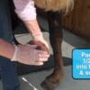 HoofFlex Magic Cushion Xtreme Hoof Packing - Image 2