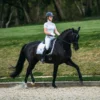 Equestrian Stockholm Dressage Saddle Pad - Image 7