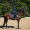 Equestrian Stockholm Dressage Saddle Pad - Image 4