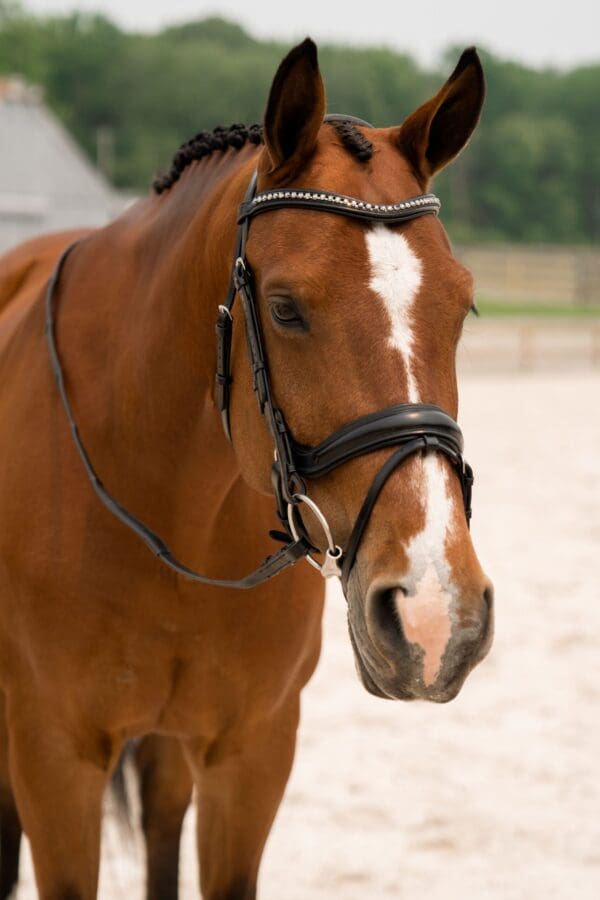 KL Select Impulsion Dressage Bridle Flash Crank - Image 4